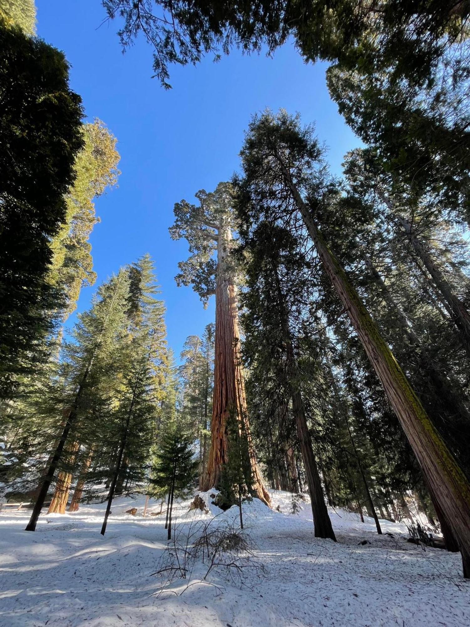 Enchanted Forest Dome ,10-15 Minutes To Kings Canyons-New Pellet Stove For Cozy Warm Nights Dunlap Εξωτερικό φωτογραφία