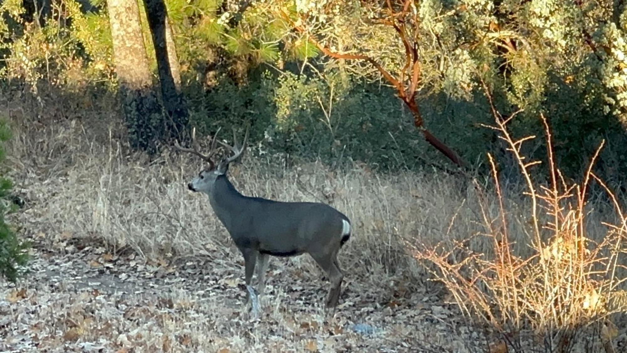 Enchanted Forest Dome ,10-15 Minutes To Kings Canyons-New Pellet Stove For Cozy Warm Nights Dunlap Εξωτερικό φωτογραφία
